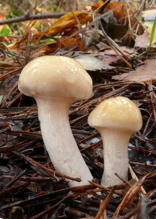 šťavnačka Hygrophorus sp.