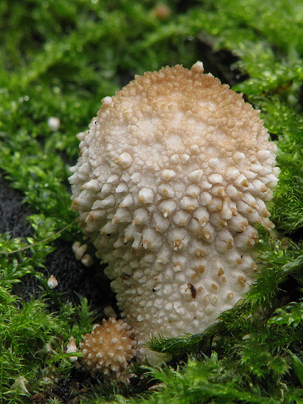 prášnica bradavičnatá Lycoperdon perlatum Pers.