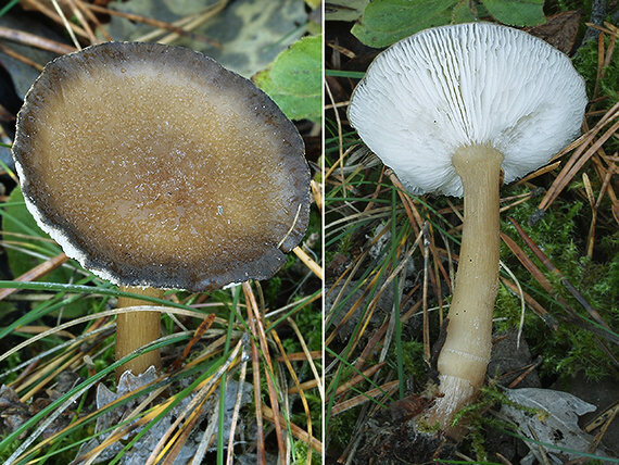 tmavuľka Melanoleuca sp.