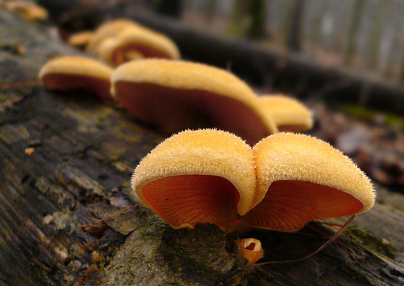 hlivník hniezdovitý Phyllotopsis nidulans (Pers.) Singer