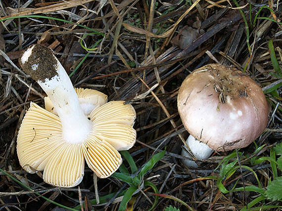 plávka včasná Russula cf.nauseosa (Pers.) Fr.