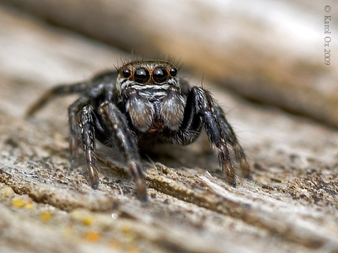 skákavka Salticidae