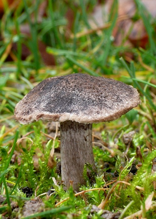 čírovka Tricholoma sp.