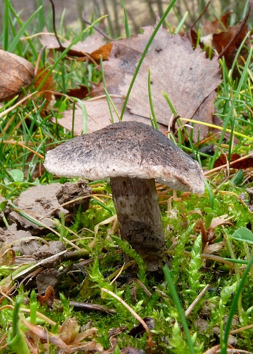 čírovka Tricholoma sp.