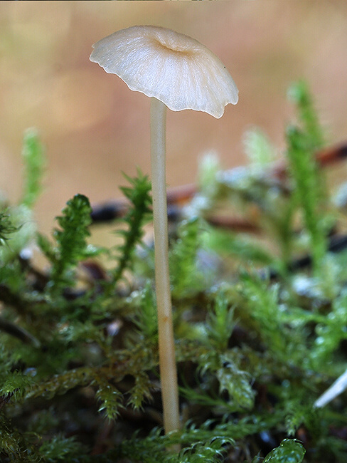 prilbovec Hemimycena sp.