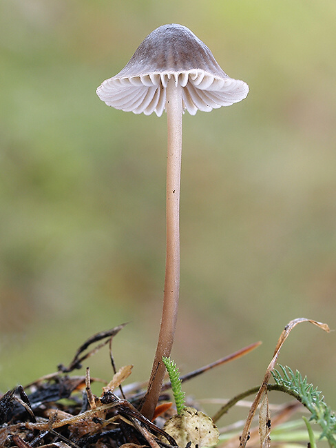 prilbička Mycena sp.