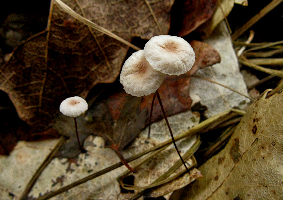 vláskovec dubový Gymnopus quercophilus (Pouzar) Antonín & Noordel.