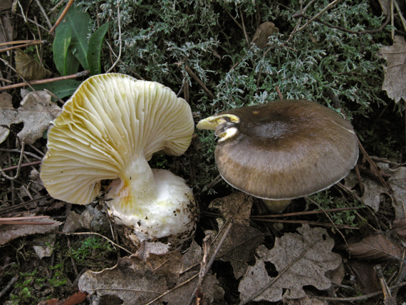 šťavnačka mrazová Hygrophorus hypothejus (Fr.) Fr.