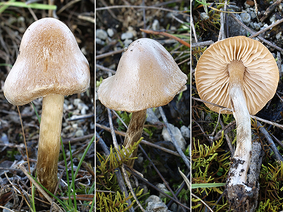 vláknica Inocybe sp.