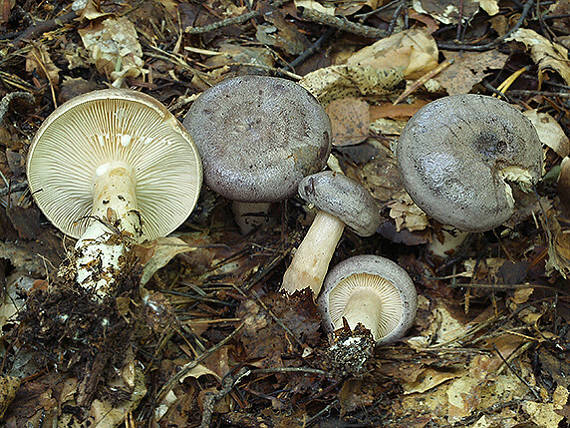 rýdzik severský Lactarius trivialis (Fr.) Fr.