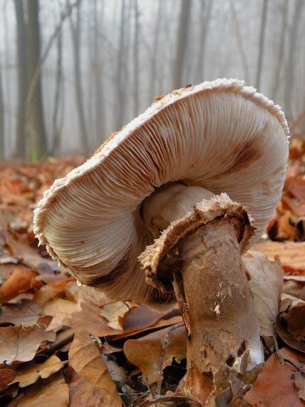 pokorená mrazom Macrolepiota procera (Scop.) Singer