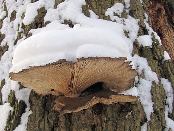 hliva ustricovitá-hlíva ústřičná Pleurotus ostreatus (Jacq.) P. Kumm.