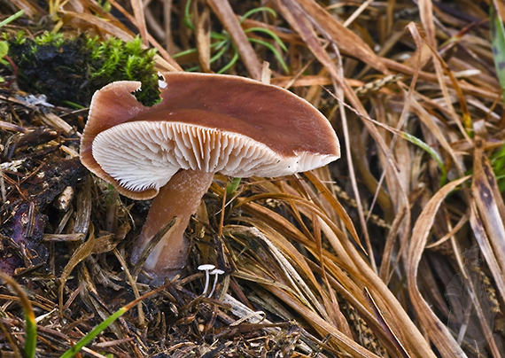 peniazovka maslová Rhodocollybia butyracea (Bull.) Lennox