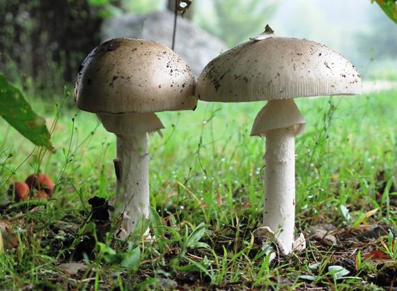 muchotrávka Amanita sp.