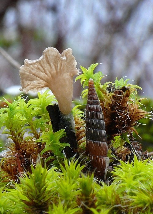 rebrovička lopatkovitá Arrhenia spathulata (Fr.) Redhead