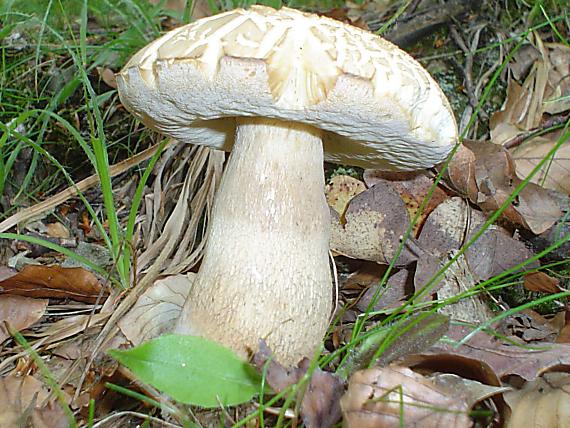 hríb dubový Boletus reticulatus Schaeff.