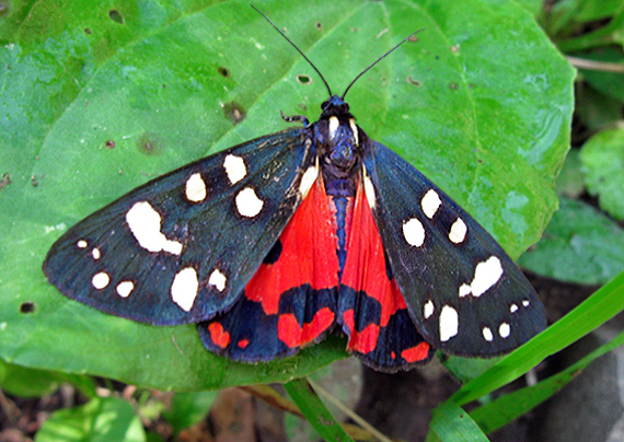 spriadač hluchavkový Callimorpha dominula