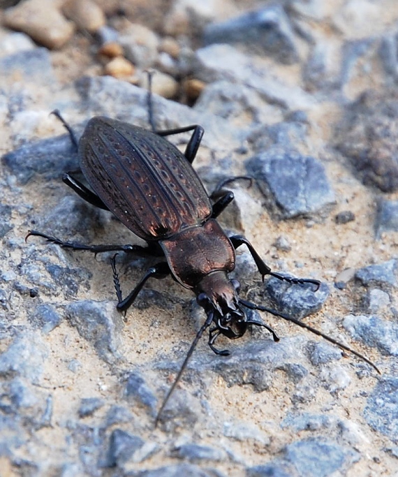 bystruška zrnitá Carabus granulatus