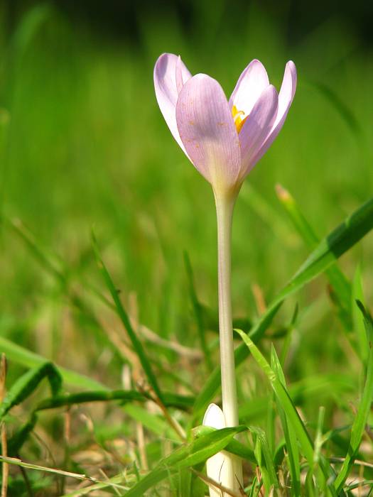 jesienka obyčajná Colchicum autumnale