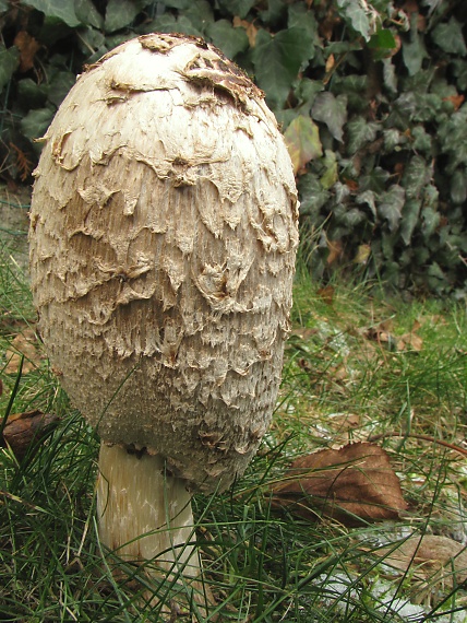 hnojník obyčajný Coprinus comatus (O.F. Müll.) Pers.