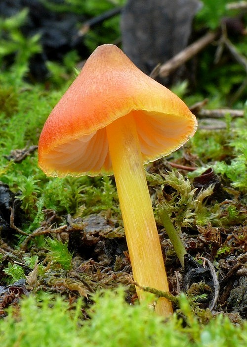 lúčnica kužeľovitá Hygrocybe conica (Schaeff.) P. Kumm.