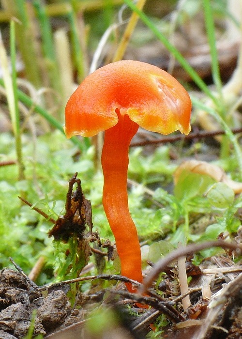 lúčnica Hygrocybe sp.