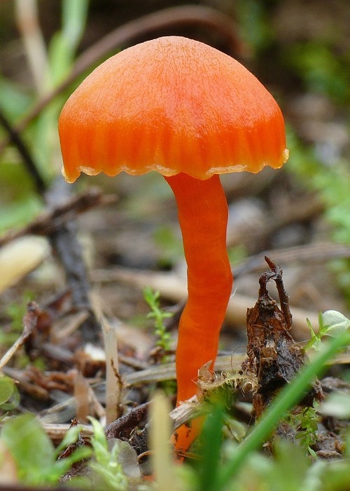 lúčnica Hygrocybe sp.