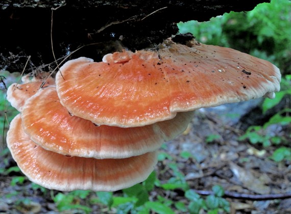 sirovec Laetiporus cincinnatus