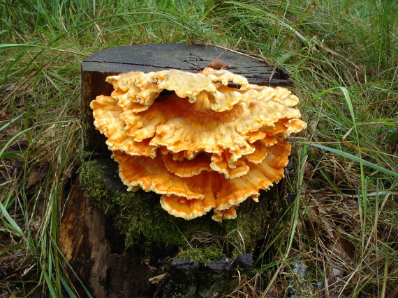 sírovec obyčajný Laetiporus sulphureus (Bull.) Murrill