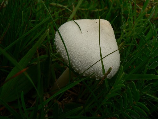 bedlička vlnatá ? Lepiota clypeolaria ?