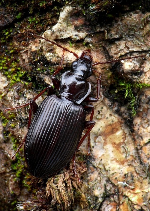 utekáčik pobrežný Limodromus assimilis Paykull, 1790