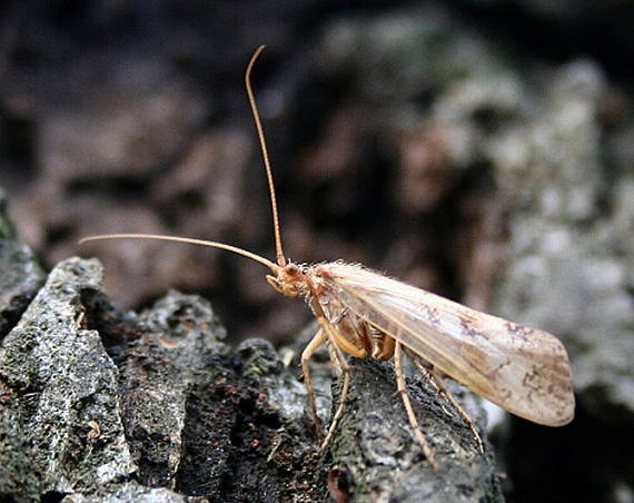 chrostík ? Micropterigidae