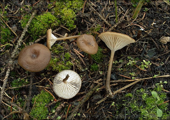 uhľovka lúčovitá Myxomphalia maura (Fr.) Hora