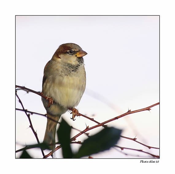 vrabec domácí Passer domesticus