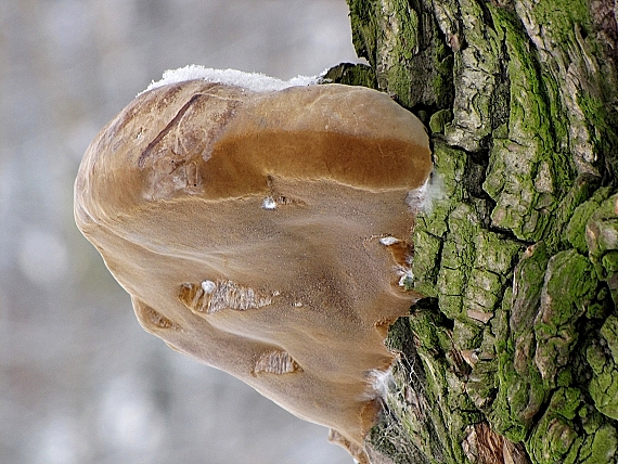 ohňovec obyčajný-ohňovec obyčejný Phellinus igniarius (L.) Quél.