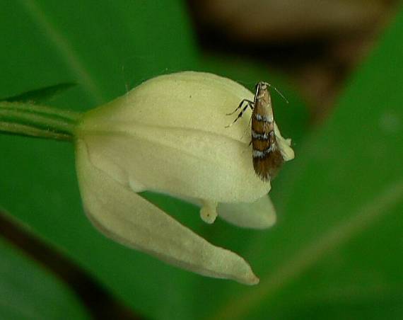 ploskáčik  Phyllonorycter sp.