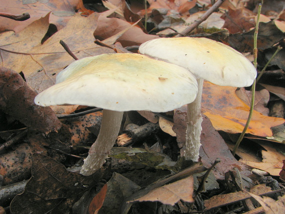 golierovka Stropharia sp.