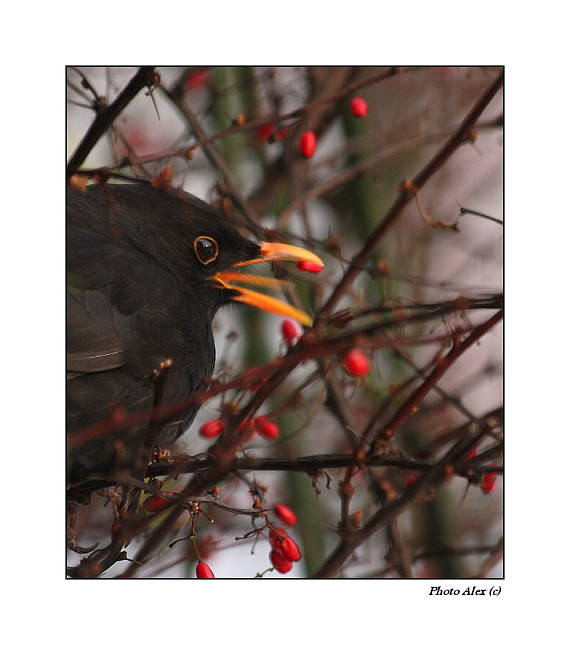 kos černý Turdus merula