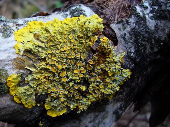 diskovník múrový Xanthoria parietina var. parietina