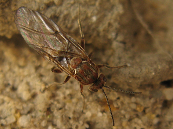 hrčiarka Andricus sp.