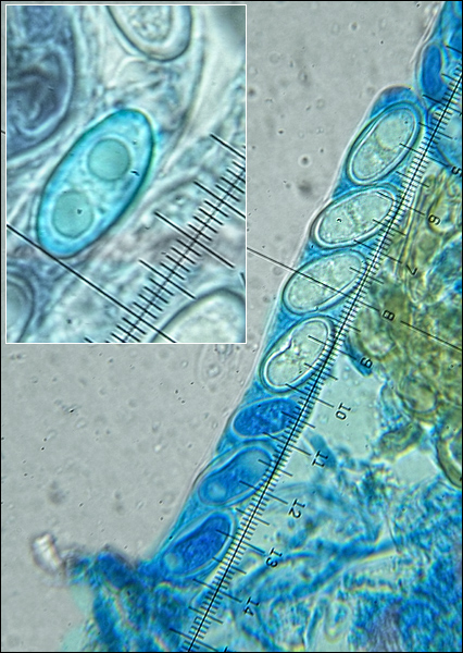 uhliarka obyčajná Anthracobia melaloma (Alb. & Schwein.) Boud.