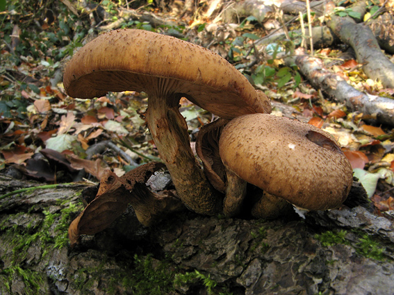 podpňovka žltá Armillaria gallica Marxm. & Romagn.