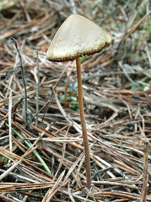 kapucňovec Conocybe sp.