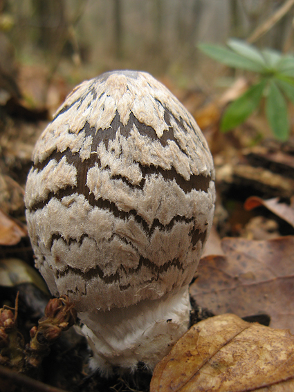 hnojník strakatý Coprinopsis picacea (Bull.) Redhead, Vilgalys & Moncalvo