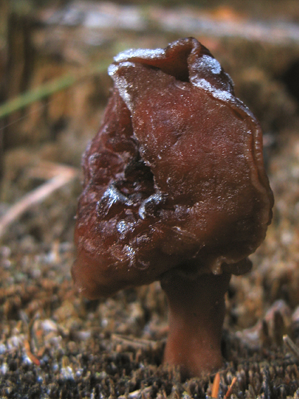 ušiak mitrovitý Gyromitra infula (Schaeff.) Quél.