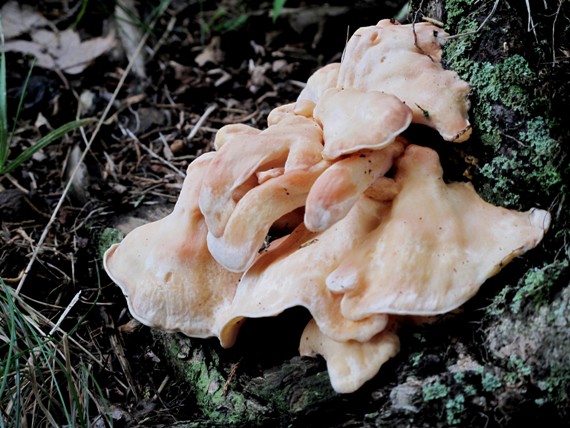 sírovec obyčajný? Laetiporus sulphureus? (Bull.ex Fr.) Murrill