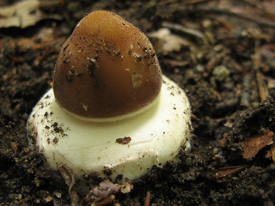 bedľa vysoká Macrolepiota procera (Scop.) Singer