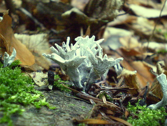 drevnatec parohatý Xylaria hypoxylon (L.) Grev.