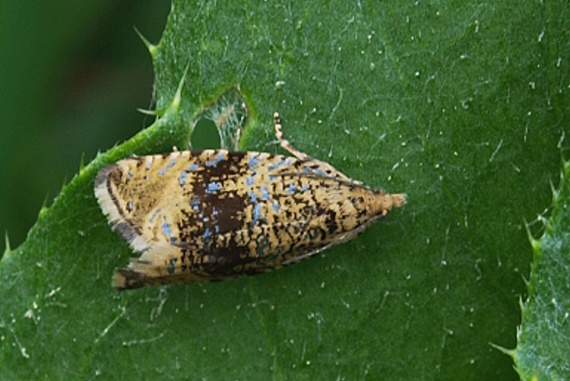 obaľovač kalužinový Celypha lacunana