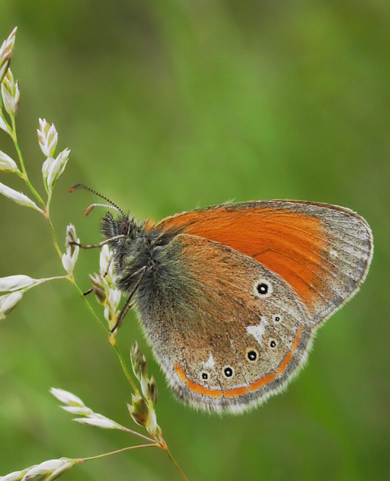 očkán traslicový Coenonympha glycerion